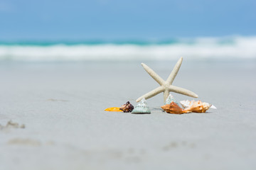 Beautiful starfish with sea