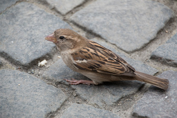 Neugieriger Spatz (Haussperling) auf Pflaster