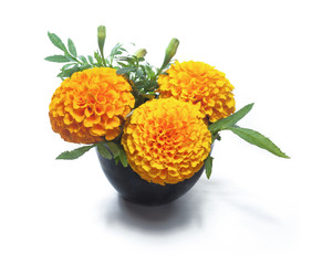 Zempazuchitl marigold flower
