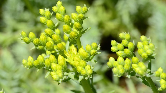 Gro&szlig;e Fetthenne,Sedum rupestre, Nahaufnahme der Bl&uuml;te