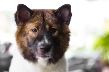 Dog stare at something