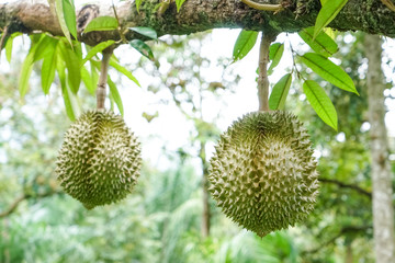 Durian fruit