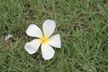 Plumeria