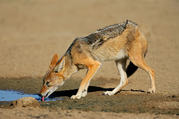 A black-backed jackal (Canis mesomelas) drinking water, Kalahari desert, South Africa