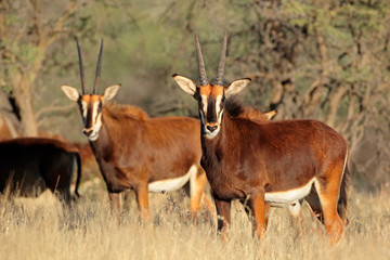 Naklejka na ściany i meble Sable antelopes (Hippotragus niger) in natural habitat, South Africa