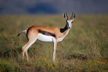 A springbok antelope (Antidorcas marsupialis) in grassland, South Africa