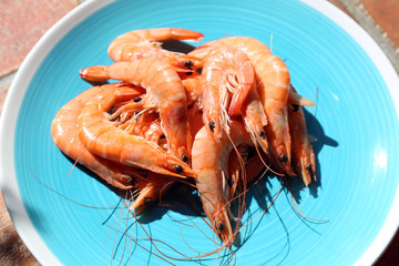 scampi