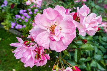 pinke Rosen mit Regentropfen