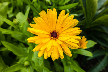 gelbe Blume mit Wassertropfen