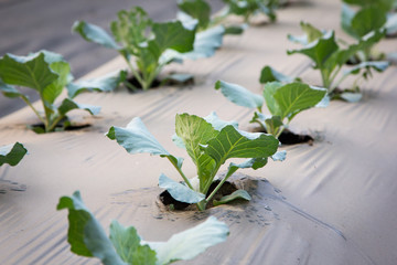 Cabbage seedling in bed