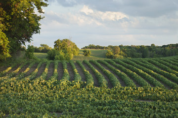 Fototapeta premium Rows of soybeans in a field with trees late afternoon