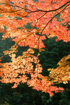 紅葉の秋 © inoumasa