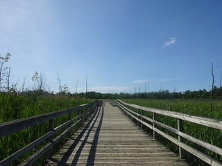 Obraz premium Passerelles entre la mangrove