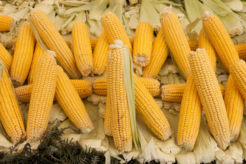 Group of corn