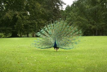 Peacock in Lazienki Park. Warsaw. Poland 
