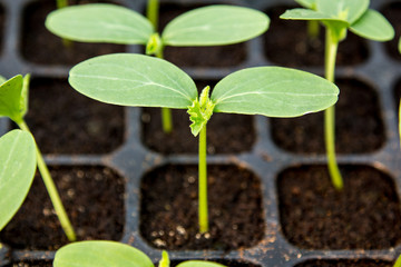 Cucumber seedling