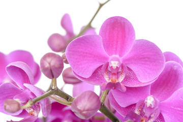 closeup of pink Phalaenopsis flowers