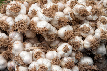 Group of garlic