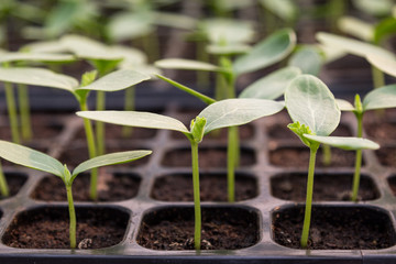 Cucumber seedling