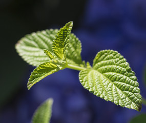 Mint in vegetable garden
