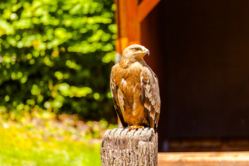 Greifvogel