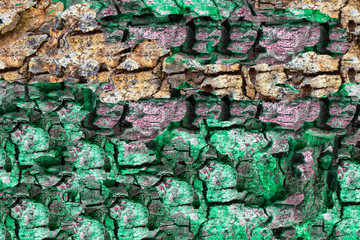 Background texture of bark