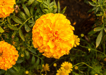 Beautiful bright yellow marigolds