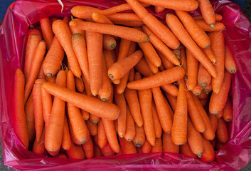 Group of carrots