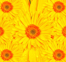 Beautiful yellow gerbera flowers.