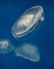 Jellyfish under sea