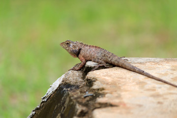 A garden lizard on a green background