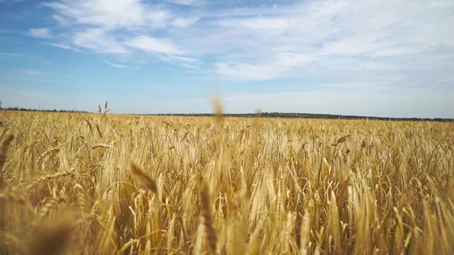 wheat field wind bend the ears