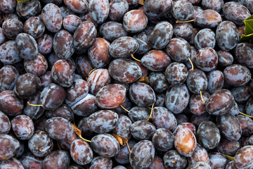 Group of damson