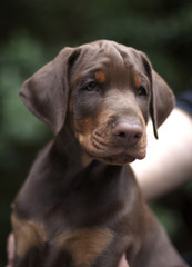 Puppy doberman pinscher 2 month old