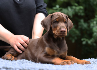 Puppy doberman pinscher 2 month old