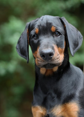 Puppy doberman pinscher 2 month old