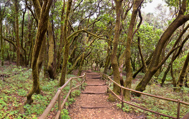 The amazing rain-forest in La Gomera, Parque Nacional de Garajon