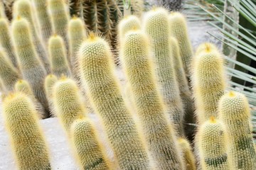 closeup of ﻿Eriocactus leninghausii (Erio cactus leninghausii)