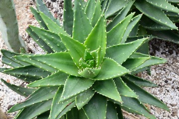 Close up of green colored ﻿Aloe mitriformis