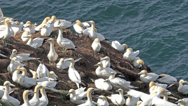 Gannet colony - Morus capensis