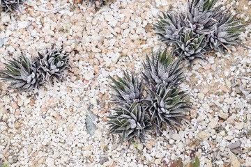close up of haworthia fasciata cactus colony