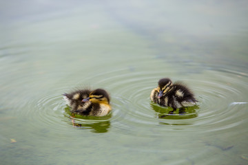 Pareja de crias de patos, bebes, flotando en un estanque