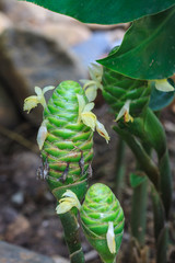 Red pine cone ginger in the gardens