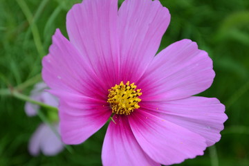 Obraz premium コスモス