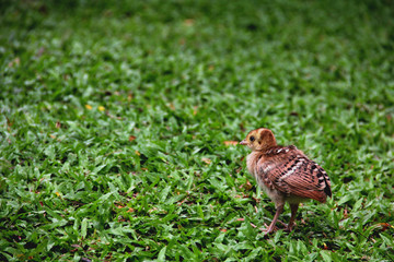 Blue Peafowl (Pavo cristatus) looking out into the open