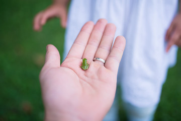 小さな蛙を手に乗せる親子