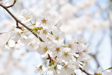 closeup of Korean cherry blossoms in full bloom