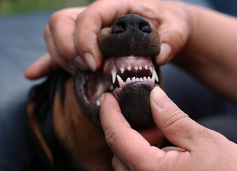 Puppy doberman pinscher 8 week old
