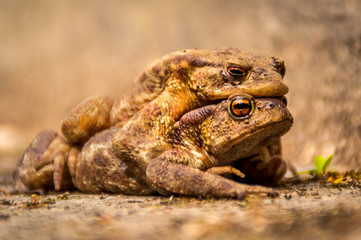 Artistic selective soft focus frogs mating