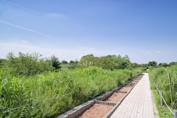 Fototapeta na wymiar pathway in a silver grass field